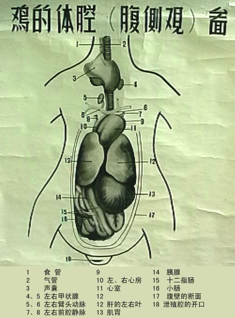 正文